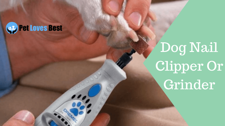 Featured Image Dog Nail Clipper Or Grinder