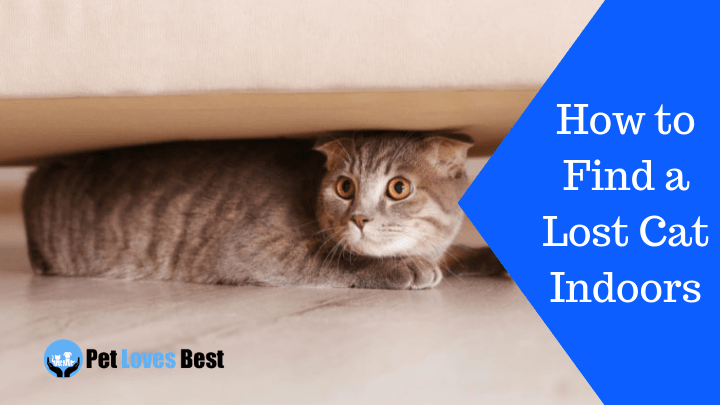 Featured Image How to Find a Lost Cat Indoors