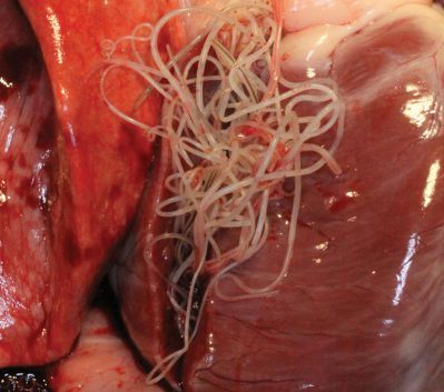 heart of the dog infested with heartworms