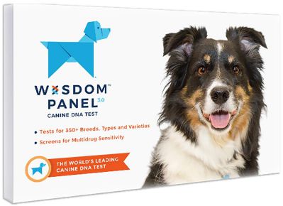 wisdom panel 3.0 dog DNA kit 