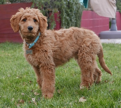 golden doodle dog breed features