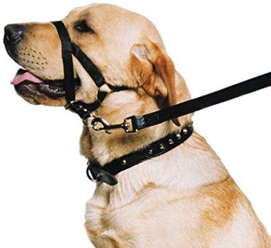 best dog collar