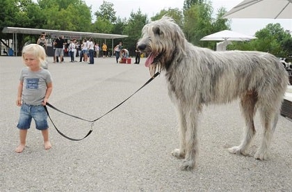 irish wolfhound size and other features