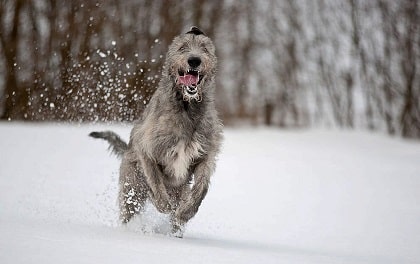 running irish wolfhound