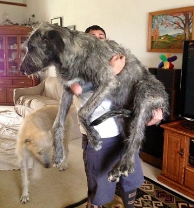 irish wolfhound in a house