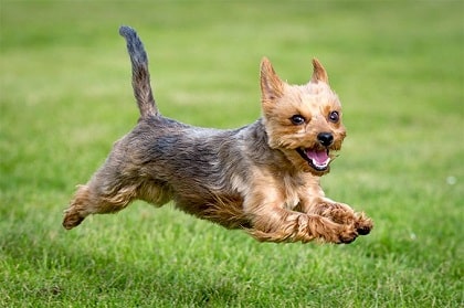 yorkshire terrier running