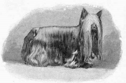 yorkshire terrier origin