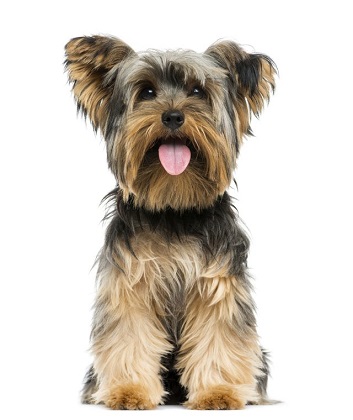 yorkshire terrier Dog Breed Overview
