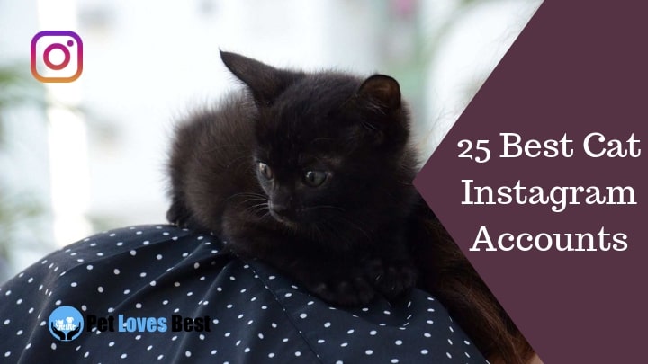 25 Best Cat Instagram Accounts to Follow Right Now!