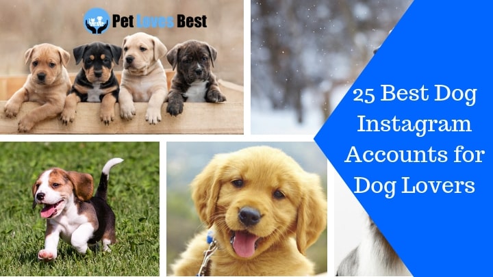 Featured Image 25 Best Dog Instagram Accounts for Dog Lovers