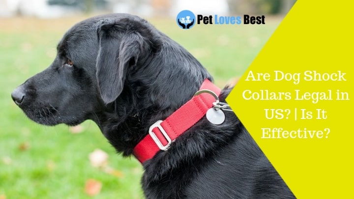 Featured Image Are Dog Shock Collars Legal in US? | Is It Effective?