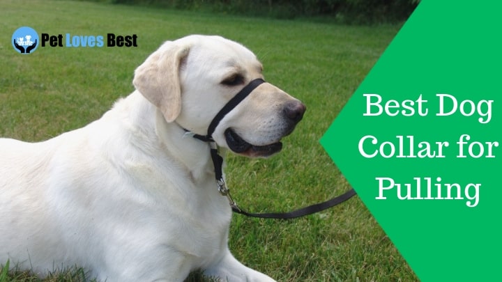 Featured Image Best Dog Collar for Pulling