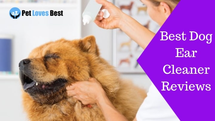Featured Image Best Dog Ear Cleaner Reviews