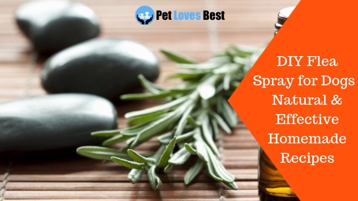 Featured Image DIY Flea Spray for Dogs | Natural & Effective Homemade Recipes