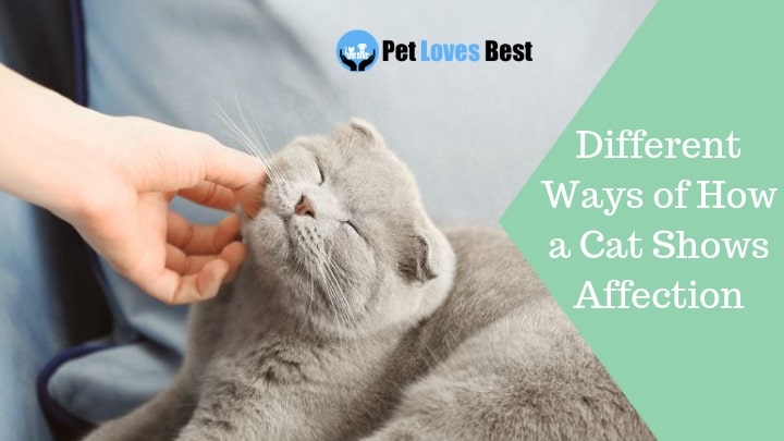 Featured Image Different Ways of How a Cat Shows Affection