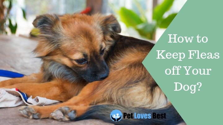 Featured Image How to Keep Fleas off Your Dog?