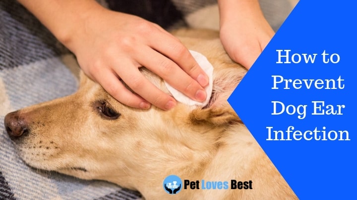 Featured Image How to Prevent Dog Ear Infection