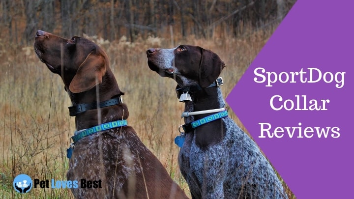 Featured Image SportDog Collar Reviews
