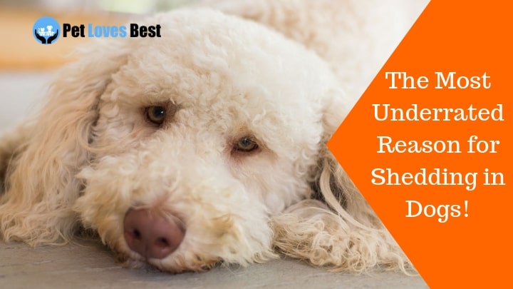 Featured Image The Most Underrated Reason for Shedding in Dogs!