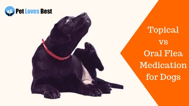 Featured Image Topical vs Oral Flea Medication for Dogs