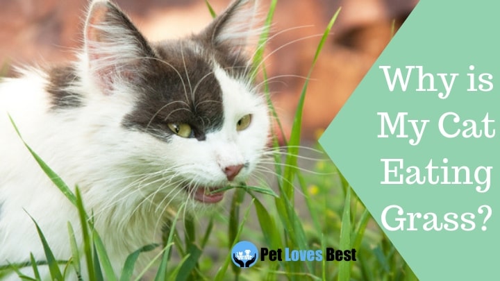 Featured Image Why is My Cat Eating Grass?