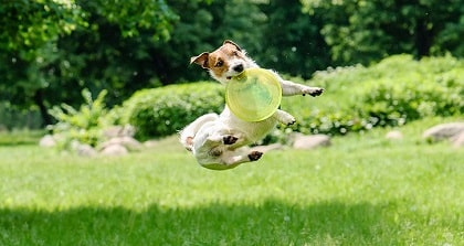 jack russell terrier playing fetch