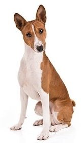 basenji dog breed overview