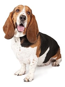 basset hound dog breed overview