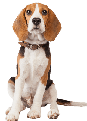 beagle dog breed overview