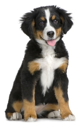 bernese mountain dog breed overview