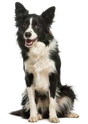 border collie dog breed overview