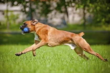boxer running