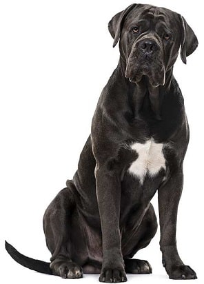 cane corso dog breed overview