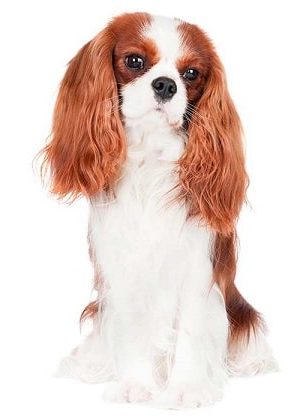 cavalier king charles spaniel dog breed overview