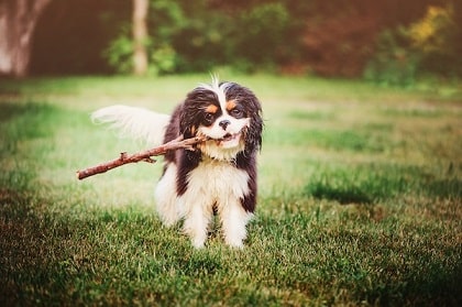 cavalier king charles spaniel playing fetch
