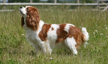 cavalier charles basic features