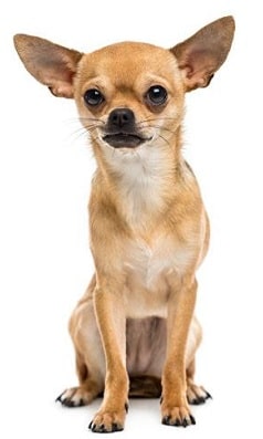 chihuahua dog breed overview