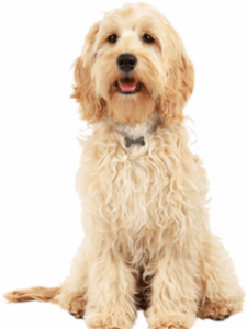 cockapoo dog breed overview