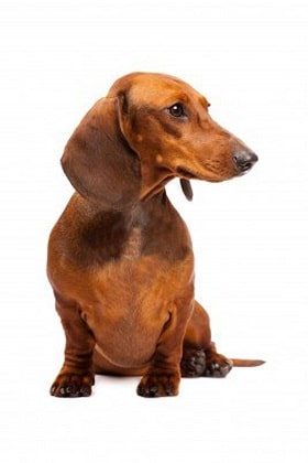 dachshund dog breed overview