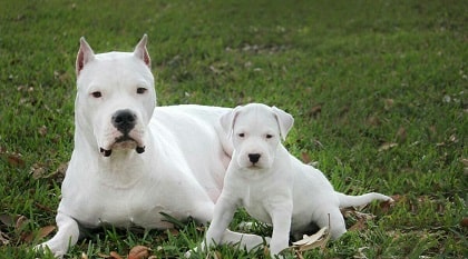 dogo argentino and her pup