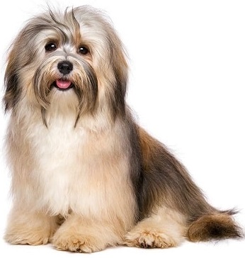 havanese dog breed overview