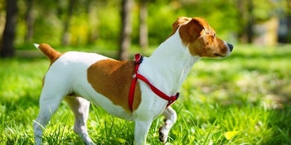 a jack russell terrier with harness