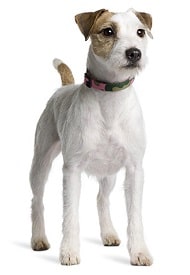 jack russell dog breed overview