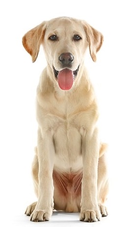 labrador retriever dog breed overview