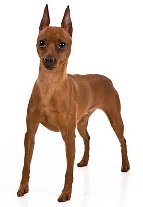 miniature pinscher dog breed overview
