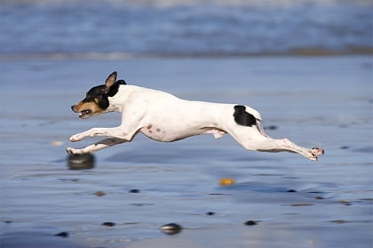 running rat terrier