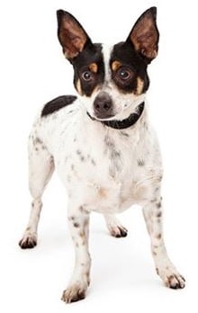 rat terrier dog breed overview