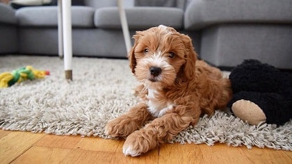 cockapoo in an apartment