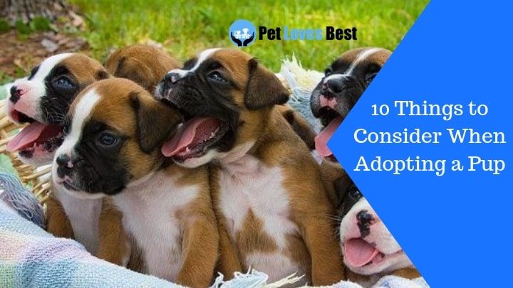 Featured Image 10 Things to Consider When Adopting a Pup