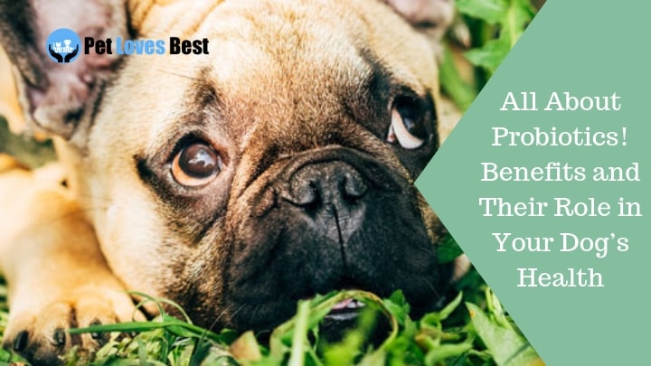 Featured Image All About Probiotics! Benefits and Their Role in Your Dog’s Health